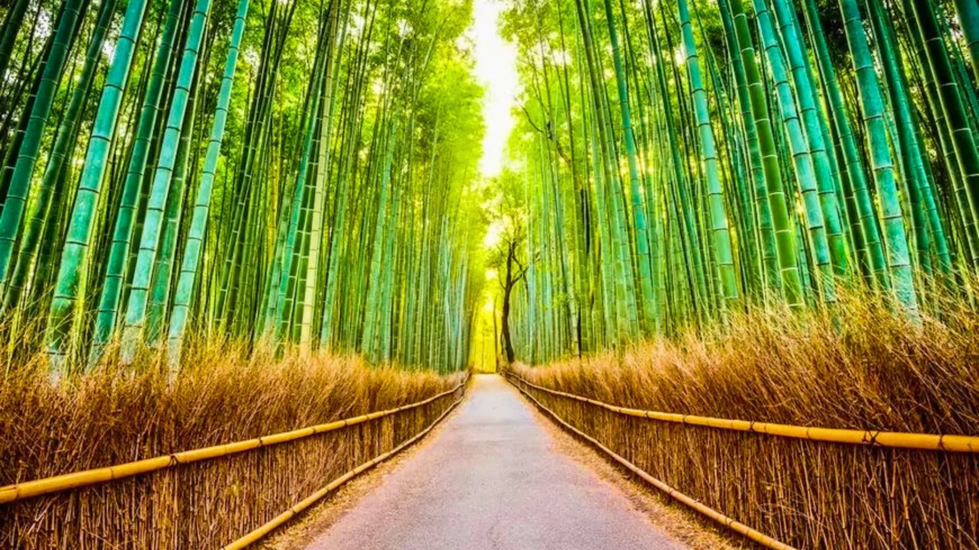Full-Day Kyoto Tour: Arashiyama Bamboo Grove, Nishiki Market & Gion