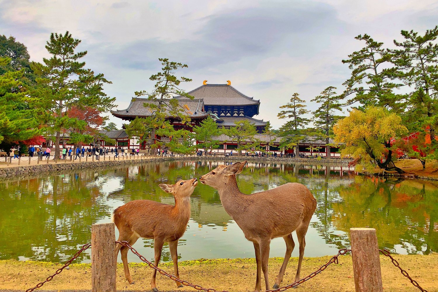 Private Nara Introduction Tour — Deer Park, Temples & Ancient Japan