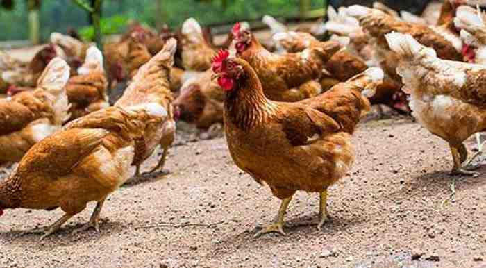 Tak Hanya Virus Corona, 5 Virus Ini Juga Pernah Gemparkan Dunia