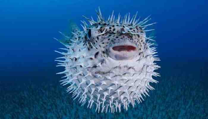Fakta, Nyawa Satu Keluarga Lenyap Gara-gara Ikan Buntal