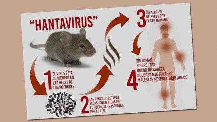 7 Fakta Hantavirus, Bukan Virus Baru yang Mematikan