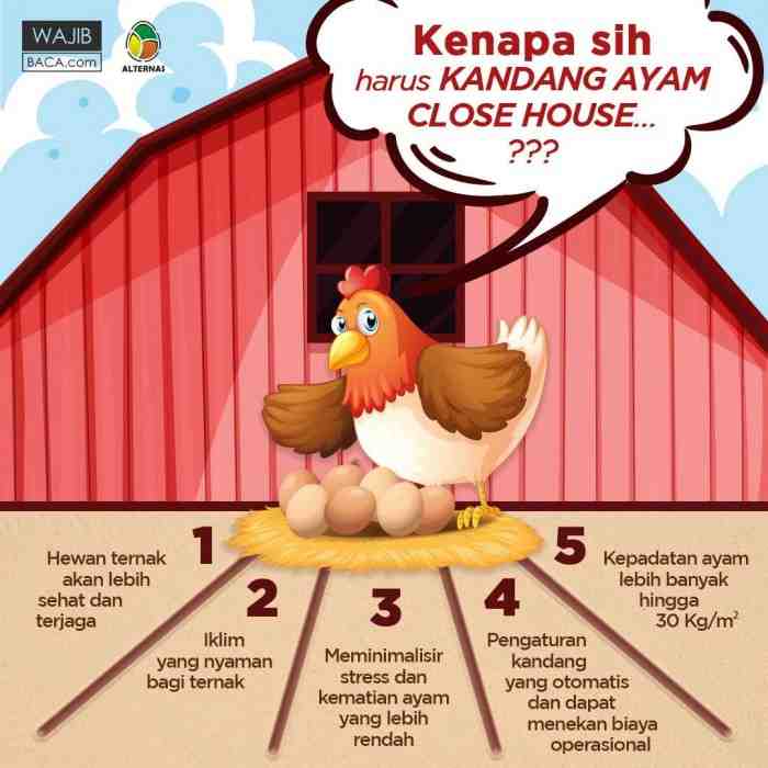 Jasa Pembuatan Kandang Ayam Close House Full Otomatis dan Modern