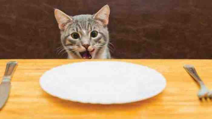 5 Harga Makanan Kucing Kampung Yang Paling Murah