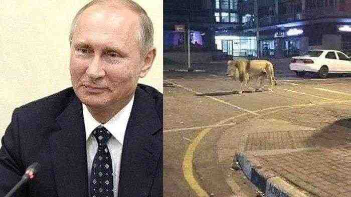 Putin Lepaskan Singa untuk Takuti Warga di Luar Rumah, Hoax?