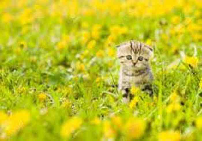 5 Rekomendasi Makanan Untuk Anak Kucing Anda 