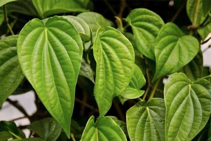 Obat Biduran Alami untuk Anak dan Dewasa yang Mujarab 