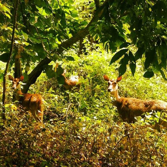 7 Tempat Wisata di Pangandaran yang Wajib Dikunjungi