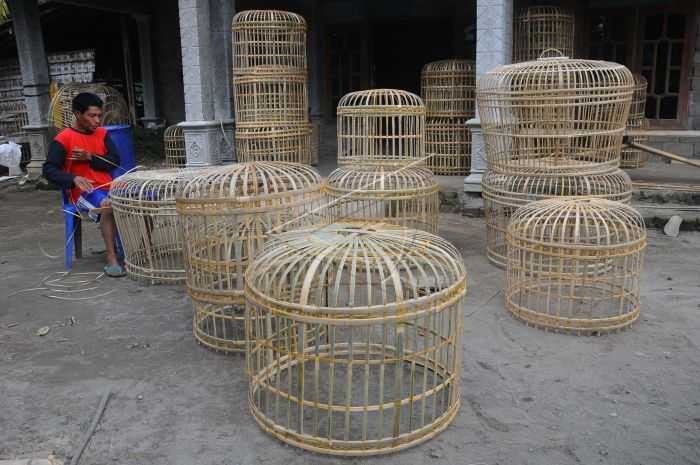 7 Ide Desain Kandang Ayam Bangkok, Petelur yang Sederhana