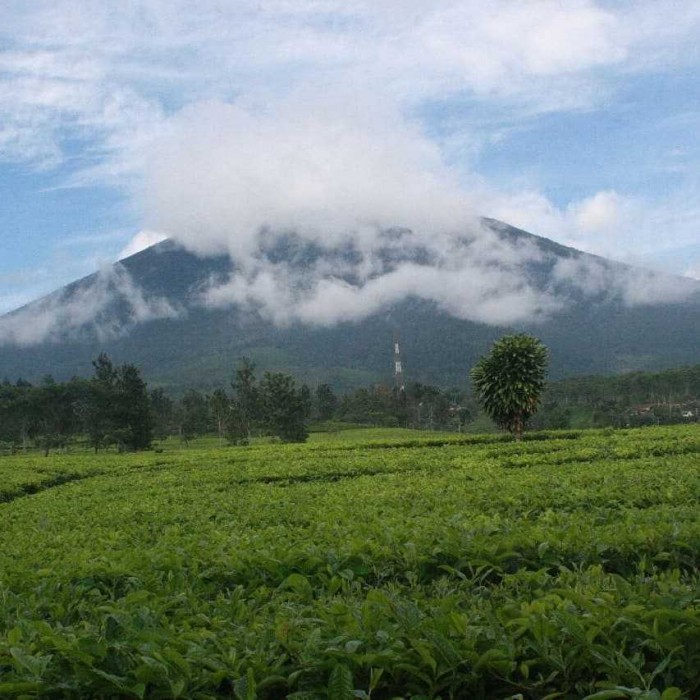 5 Wisata yang Tak Kalah Indah Dari Kebun Teh Puncak Bogor 
