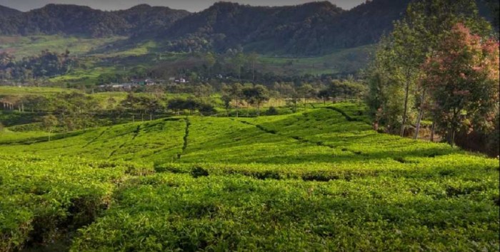 5 Wisata yang Tak Kalah Indah Dari Kebun Teh Puncak Bogor 