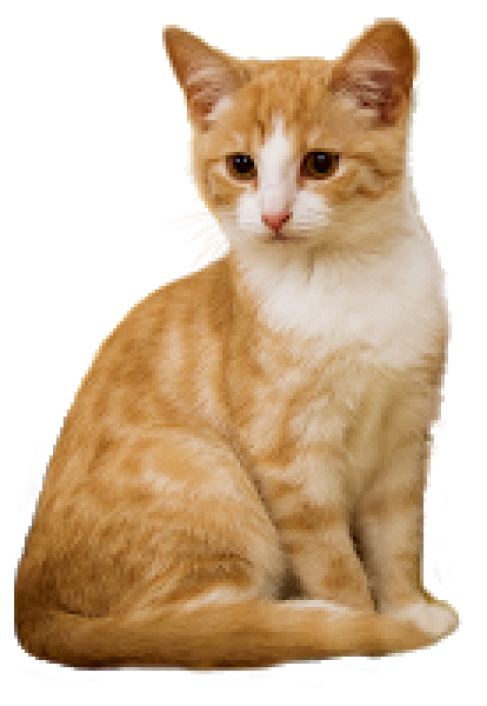 Contoh Soal Bahasa Inggris Kelas 2 SD