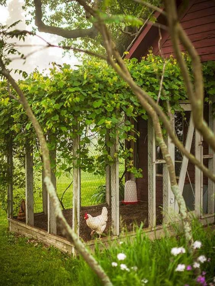 7 Ide Desain Kandang Ayam Bangkok, Petelur yang Sederhana