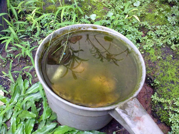 5 Cara Ampuh Cegah Nyamuk DBD