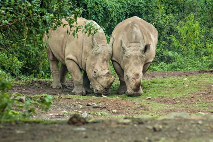 Yuk, Kunjungi 5 Wisata UNESCO Indonesia Berikut ini
