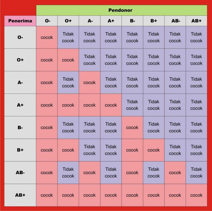 Perbedaan Karakteristik Golongan Darah A, B, AB, dan O