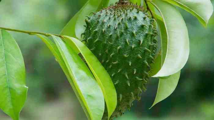 Cara Menghilangkan Ketombe Membandel dengan Bahan Alami