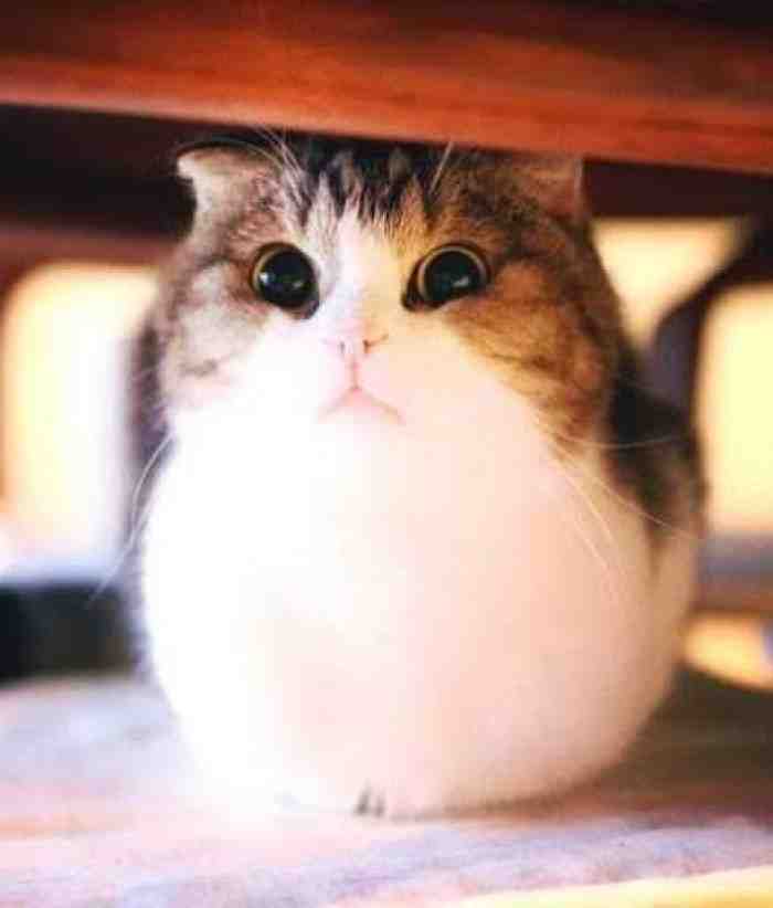 5 Makanan Penggemuk Kucing Kesayangan Kamu