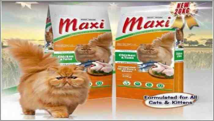 5 Makanan Penggemuk Kucing Kesayangan Kamu