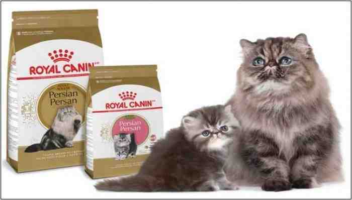 5 Makanan Kucing Yang Bagus Untuk Bulu Rontok