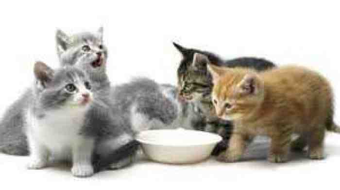 5 Rekomendasi Makanan Untuk Anak Kucing Anda 