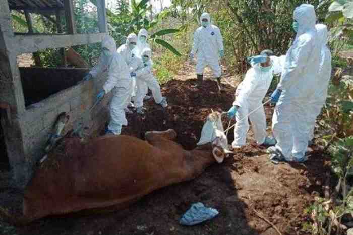 Heboh Virus Corona, Di Gunung Kidul 30 Warga Positif Terserang Virus Antraks