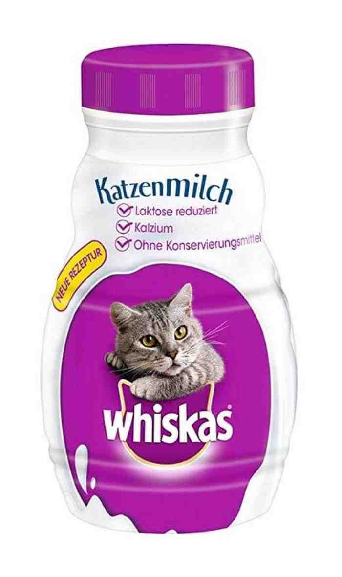 5 Makanan Anak Kucing Umur 1 Bulan