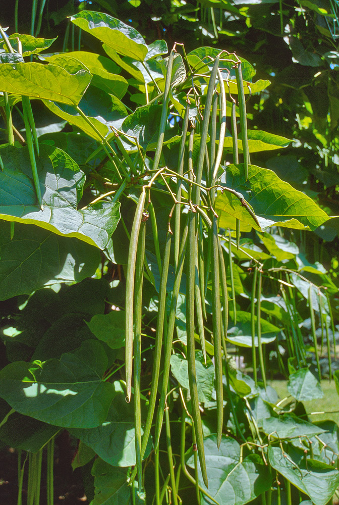 Frutos colgantes