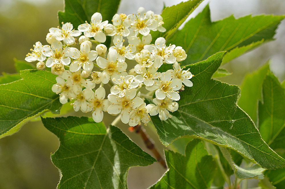 Flores