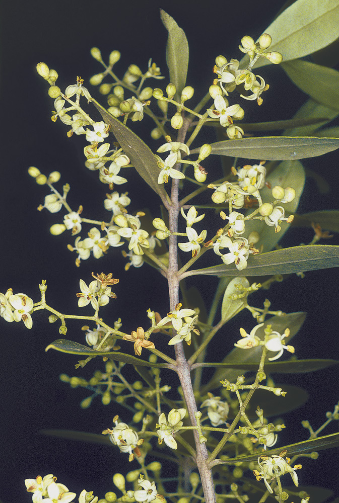 Inflorescencias con flores hermafroditas y hojas lanceoladas