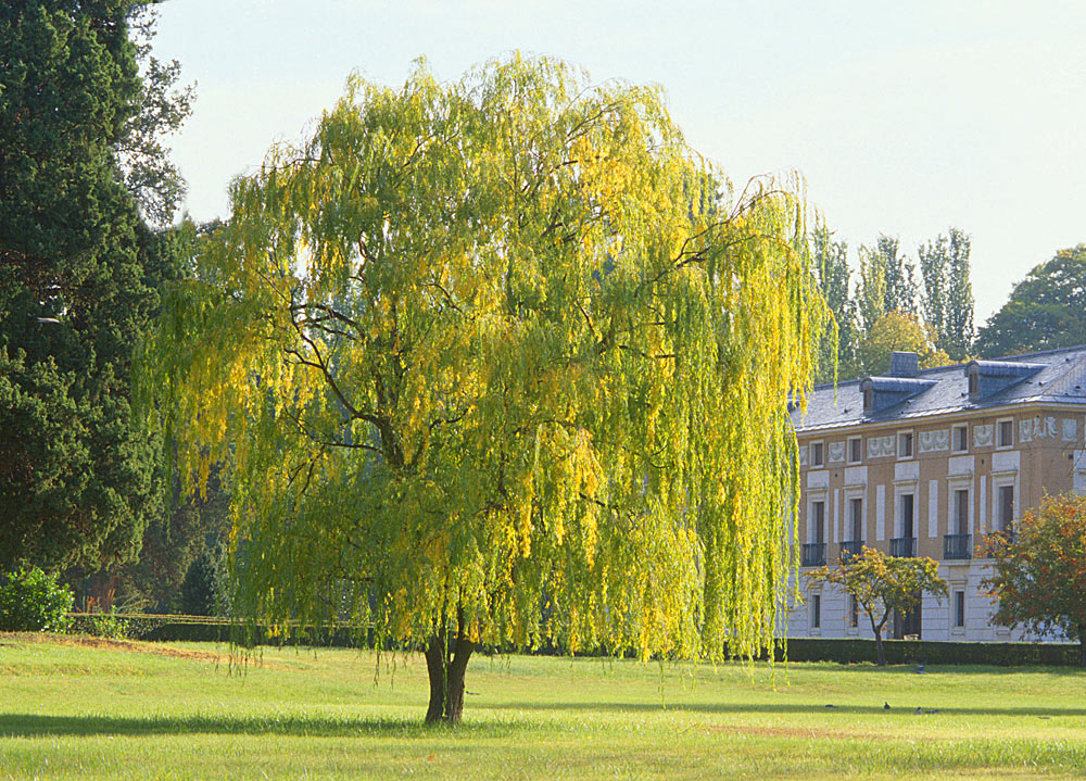 Ejemplar cultivado en los Jardines de Aranjuez (Madrid).