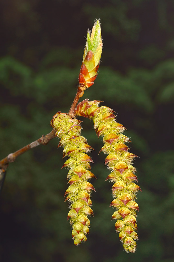 Carpinus betulus. Amentos.