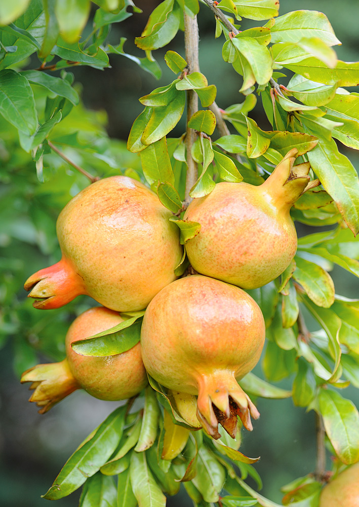 Frutos