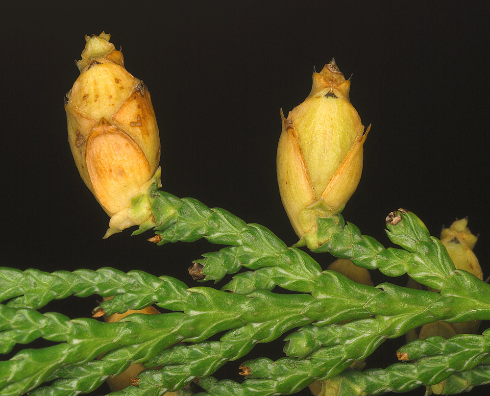 Inflorescencias femeninas ya fecundadas.