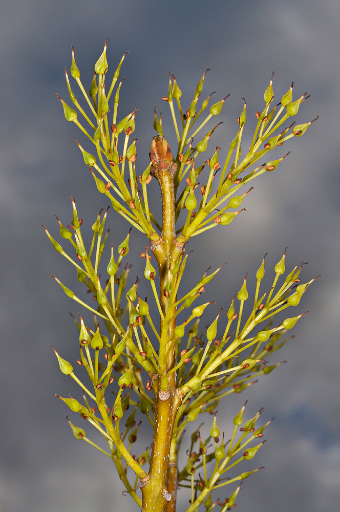Inflorescencias femeninas