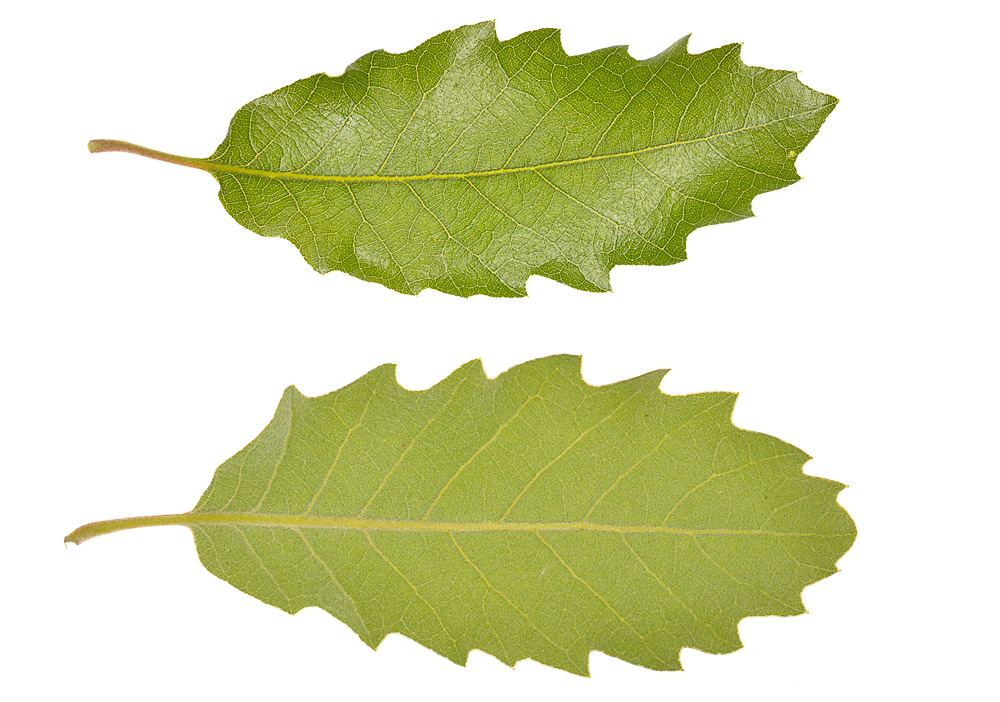 Quercus faginea subsp. broteroi. Hojas.