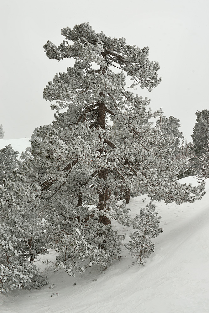 Imagen invernal de Pinus uncinata