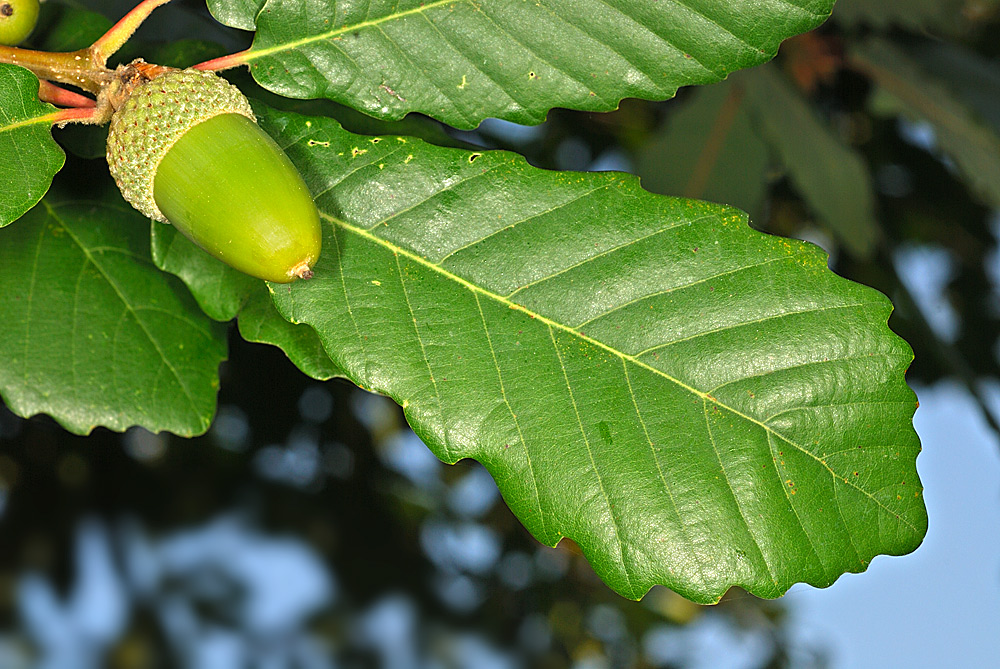 Detalle del haz de las hojas y fruto (bellota)