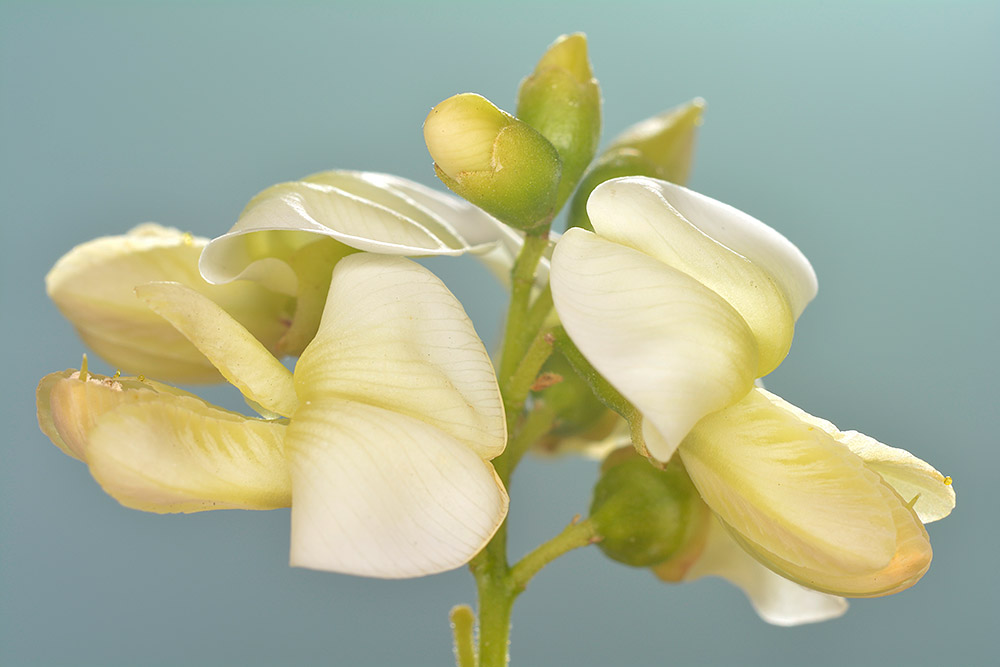 Flores.
