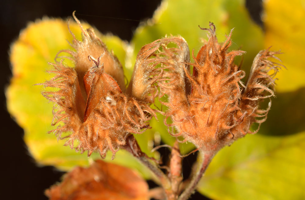 Cubierta de los frutos.