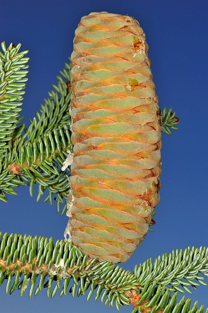 Piña erguida con las escamas tectrices no visibles.