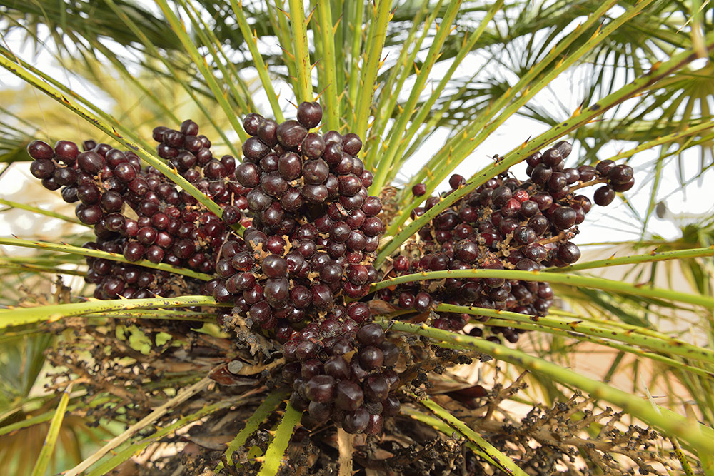 Frutos.
