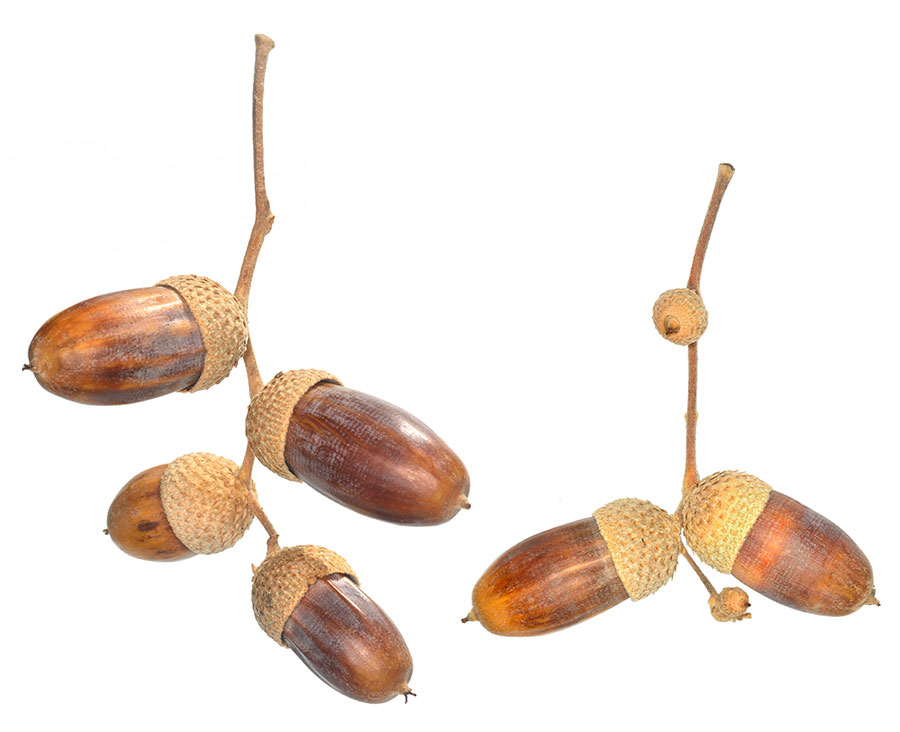Frutos (bellotas).