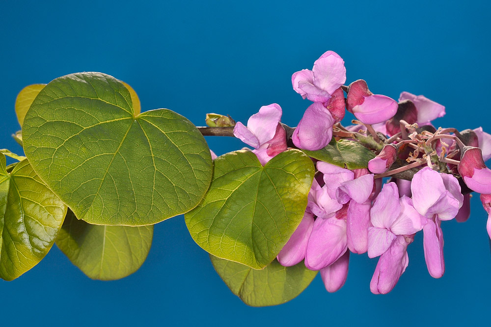 Hojas acorazonadas y flores.