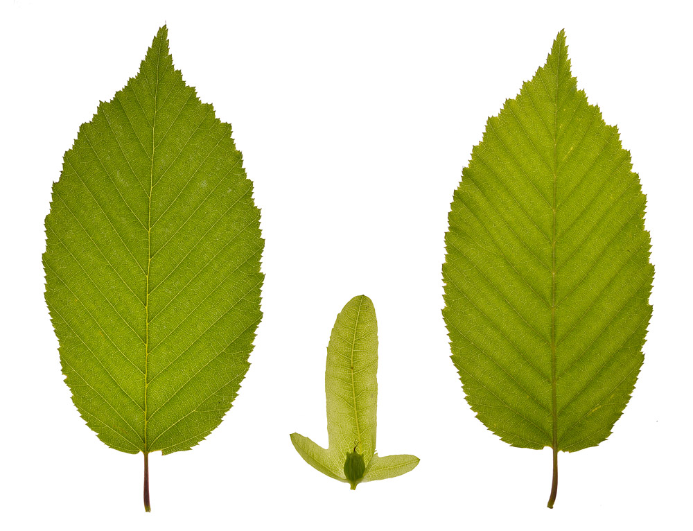 Hojas y fruto
