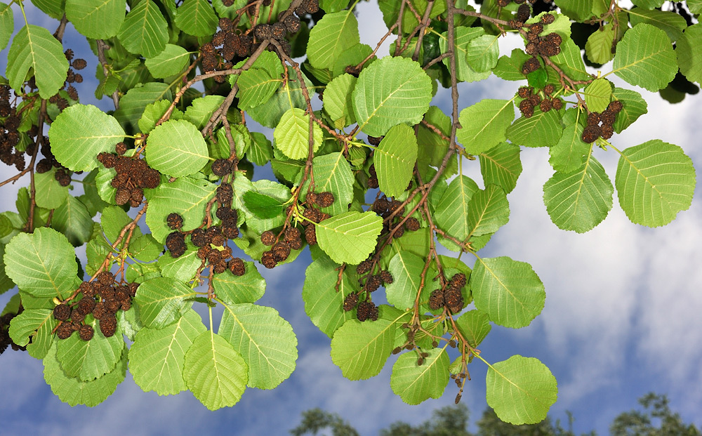 Ramas con hojas orbiculares e infrutescencias con aspecto de pequeñas piñas