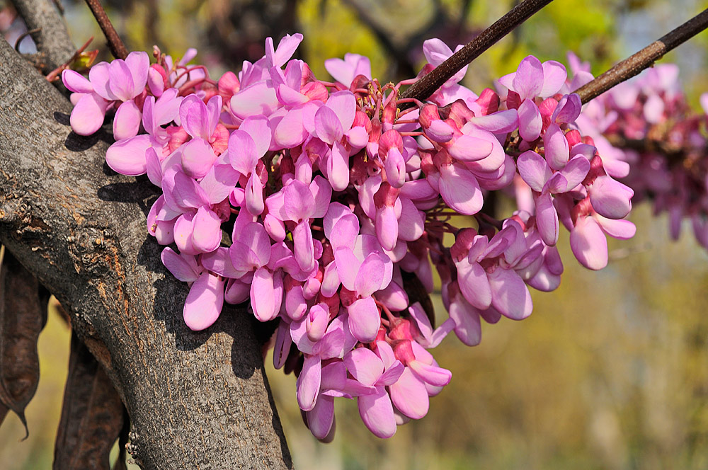 Flores que aparecen en ramas gruesas (caulifloría)