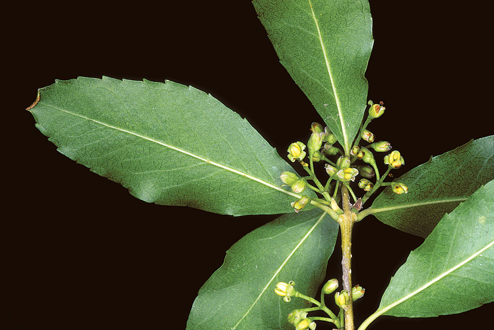Hojas de margen levemente aserrado e inflorescencia