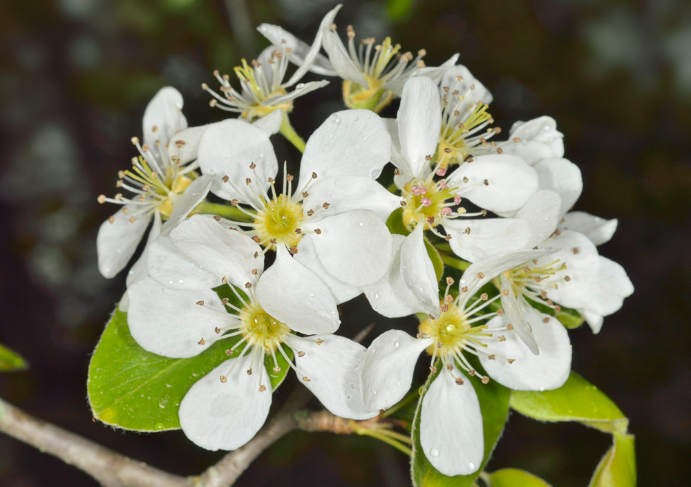 Pyrus cordata.