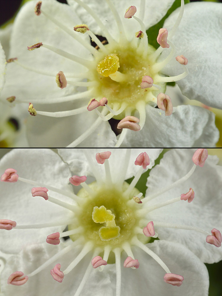 Flores con uno y dos estigmas.