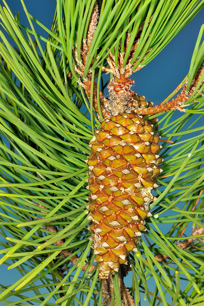 Piña.